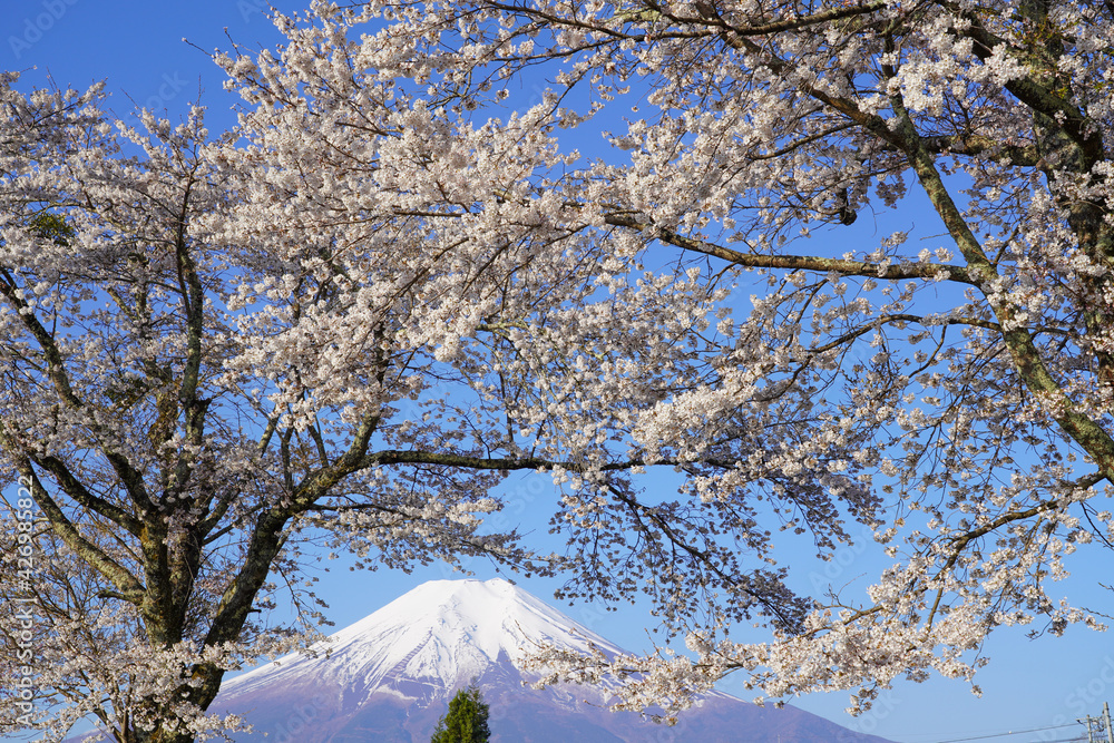 富士山と桜
富士山と桜