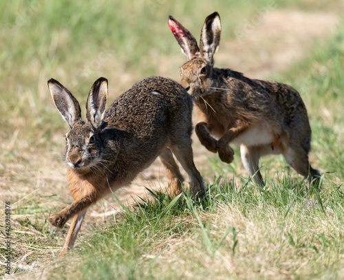 Fighting Bunny rabbits (European brown hare) in field in Burgenland , Austria © Karl Allen Lugmayer