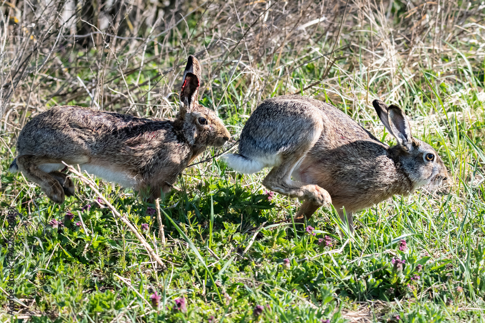 Fighting Bunny rabbits (European brown hare) in field in Burgenland , Austria Fighting Bunny rabbits (European brown hare) in field in Burgenland , Austria