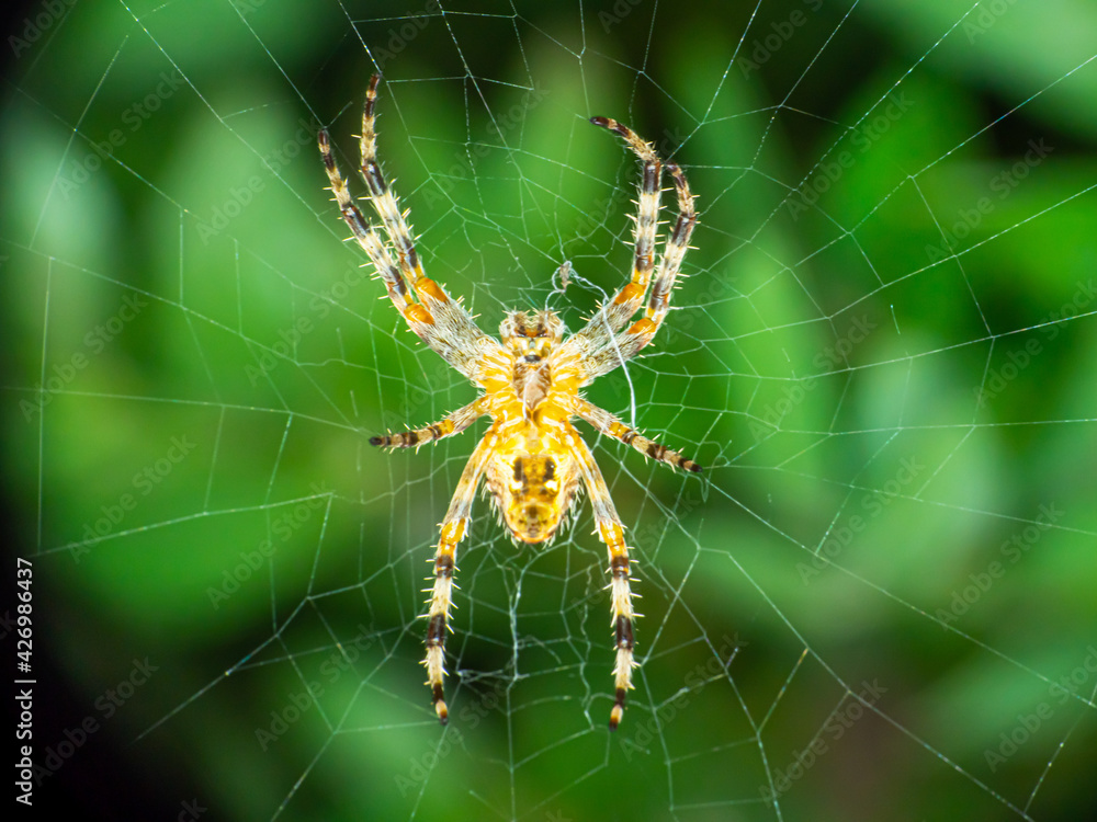 large orb weaver spider on its web in a garden large orb weaver spider on its web in a garden