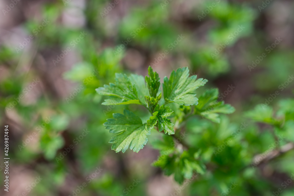 spring green leaves in forest selective focus spring green leaves in forest selective focus