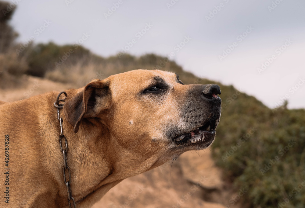 Perro de raza cimarron uruguayo cazando por el campo. Concepto caza mayor