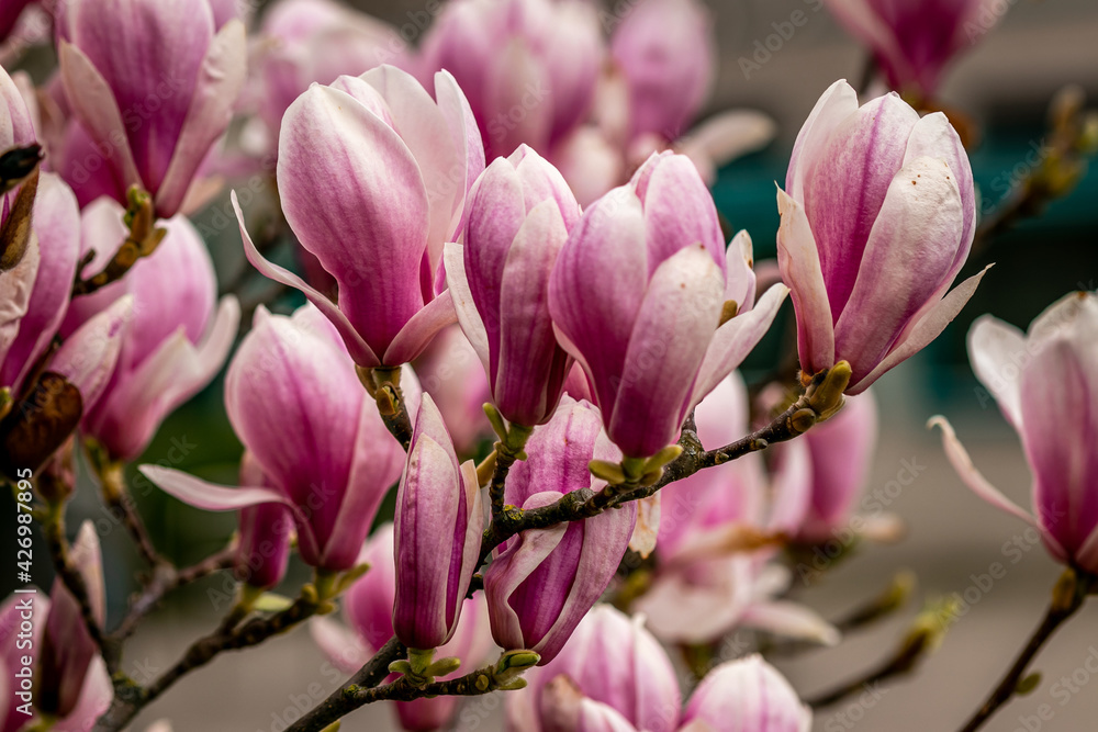 magnolia tree blossom