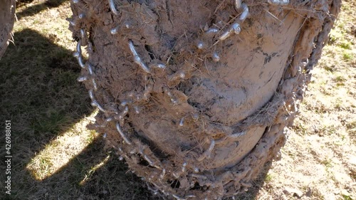 Slow tilt shot, chain on old romanian forestry machine. photo