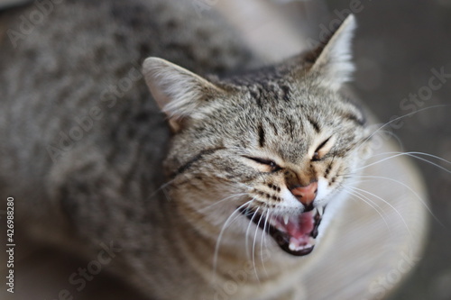 portrait of a cat