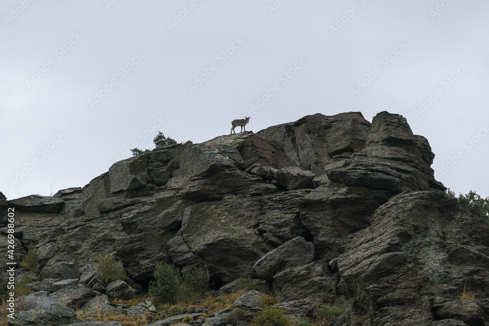 mountain goats in Sierra Nevada