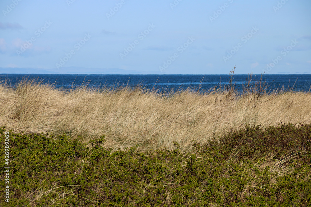Marram Grass and Weeds at a Coastal Beach Location Marram Grass and Weeds at a Coastal Beach Location