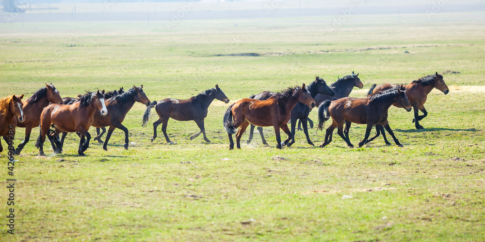 huge herd of horses in the field. Belarusian draft horse breed. symbol of freedom and independence huge herd of horses in the field. Belarusian draft horse breed. symbol of freedom and independence