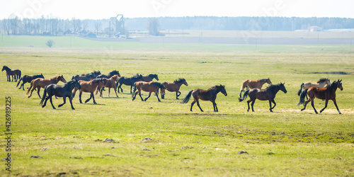 huge herd of horses in the field. Belarusian draft horse breed. symbol of freedom and independence