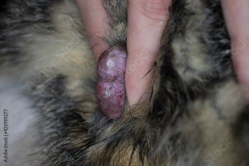 View at  scrotum during castration of a male cat. The vet fixes the scrotum with both testicles in it between his fingers