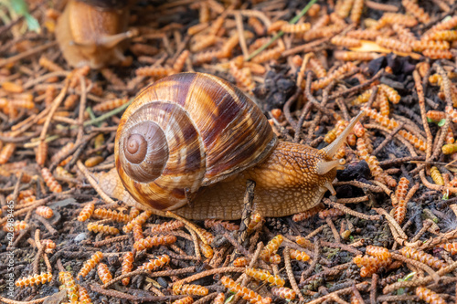 The snail moves on the wet ground