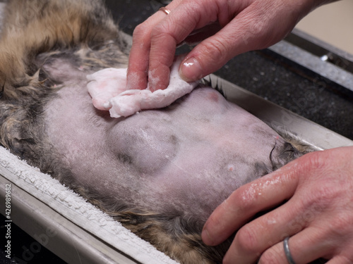 A cat's abdomen is shaved, washed and disinfected by a veterinarian before breast cancer surgery