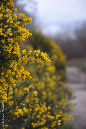 Gorse growing at The Site of Special Scientific Interest Goss Moor Cornwall