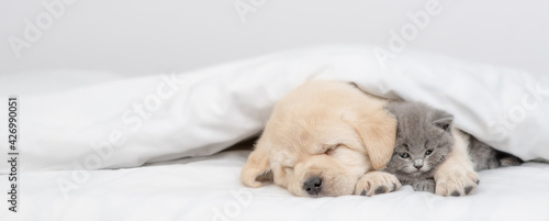 Golden retriever puppy hugs gray kitten. Pets sleep together under white warm blanket on a bed at home. Empty space for text
