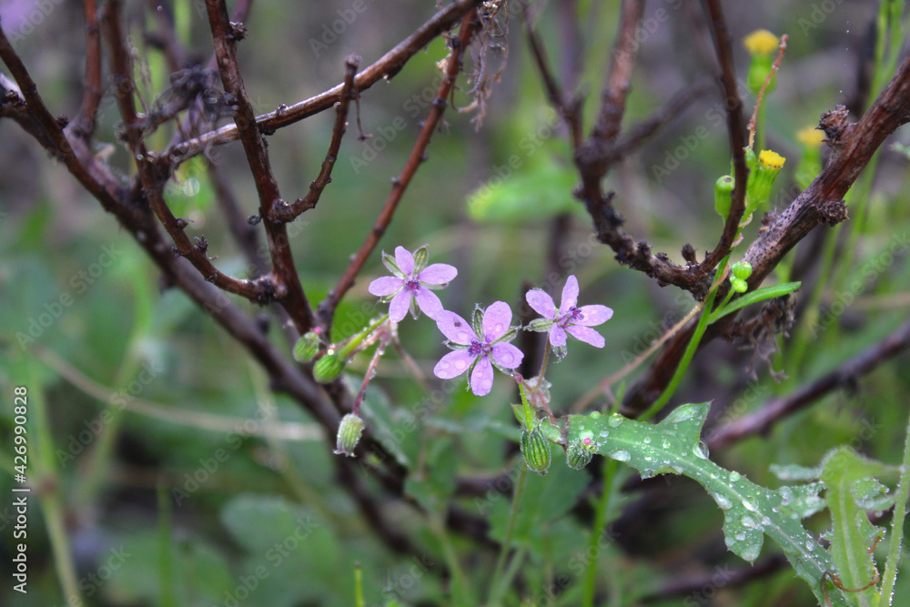 In the magic forest .. Delicate wild flowers among the vegetation. Sunlight touches. Nature details. In the magic forest .. Delicate wild flowers among the vegetation. Sunlight touches. Nature details.