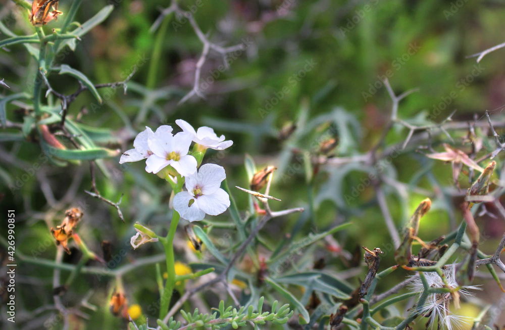 In the magic forest .. Delicate wild flowers among the vegetation. Sunlight touches. Nature details. In the magic forest .. Delicate wild flowers among the vegetation. Sunlight touches. Nature details.