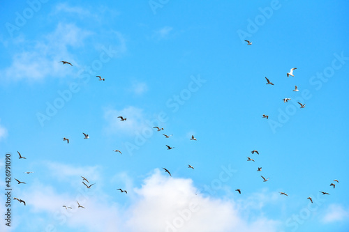 Photography Birds seagulls flying in blue sky with white fluffy clouds