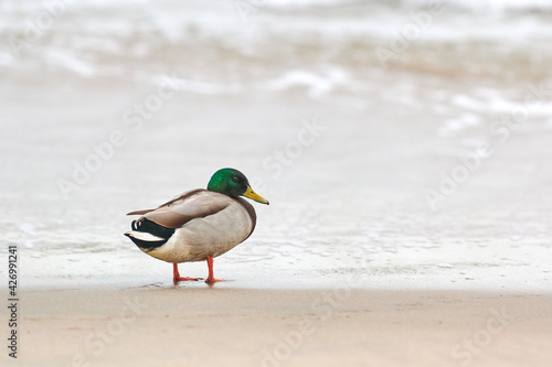 Drake mallard duck standing on coastline of Baltic Sea photo