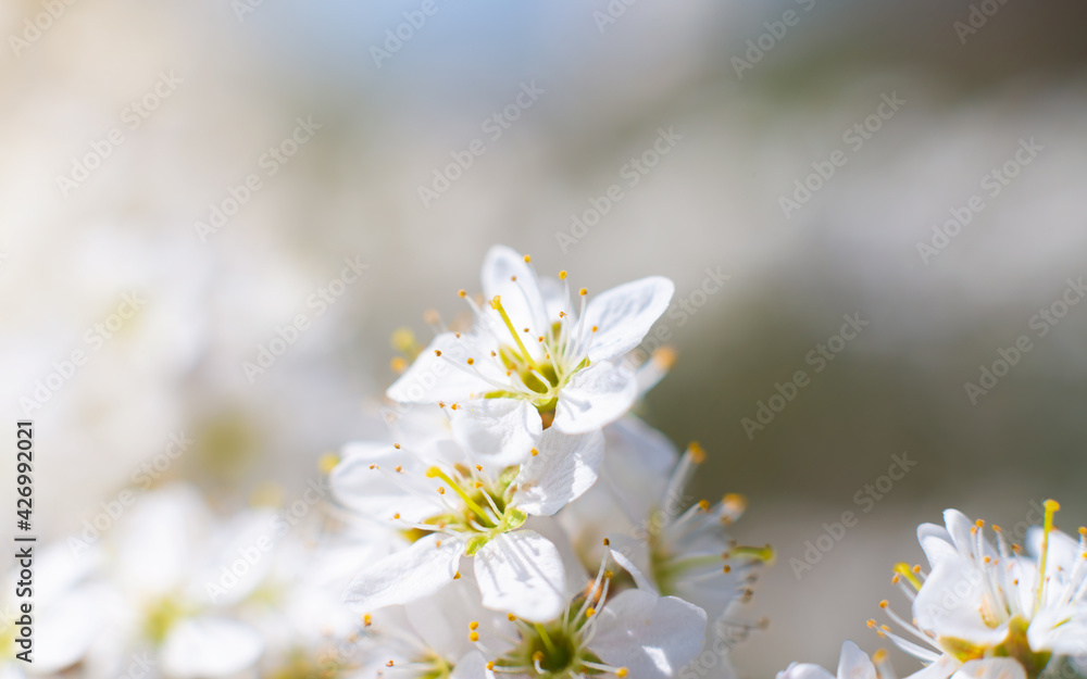 Branches of blossoming cherry macro with soft focus on gentle light blue sky background in sunlight with copy space. Branches of blossoming cherry macro with soft focus on gentle light blue sky background in sunlight with copy space.