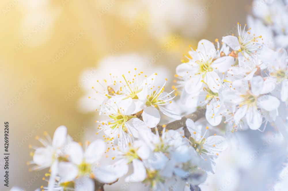 Branches of blossoming cherry macro with soft focus on gentle light blue sky background in sunlight with copy space.