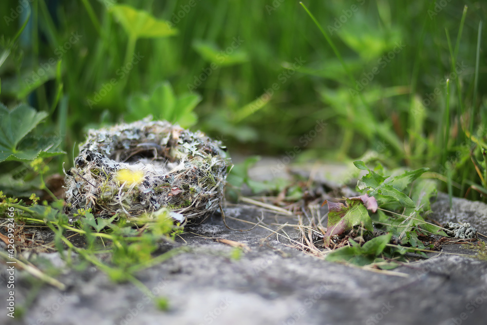 Empty bird's nest, with soft fluffy feathers. Concept of a warm comfortable home Empty bird's nest, with soft fluffy feathers. Concept of a warm comfortable home