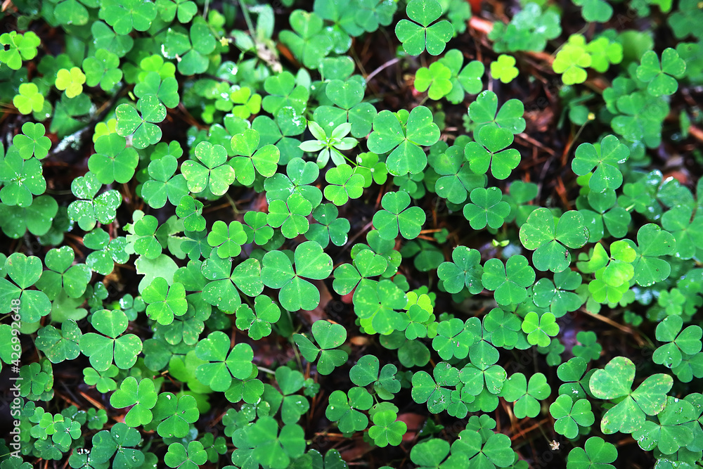 Background from plant clover four leaf. Irish traditional symbol. St.Patrick 's Day. Background from plant clover four leaf. Irish traditional symbol. St.Patrick 's Day.
