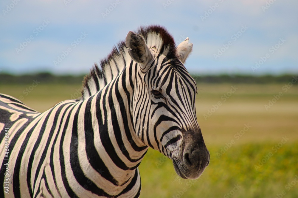 Portrait of a Zebra in Etosha National Park Portrait of a Zebra in Etosha National Park