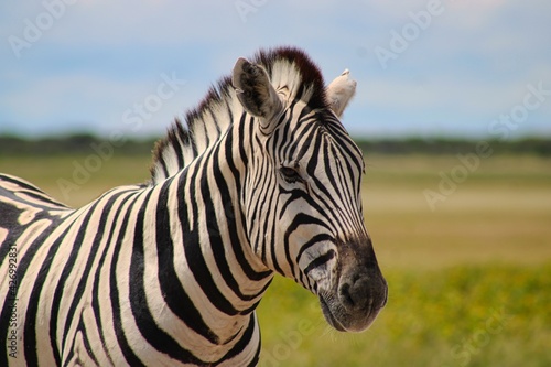 Portrait of a Zebra in Etosha National Park