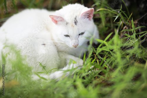 Portrait of striped cat, close up cute little gray cat, portrait of resting cat