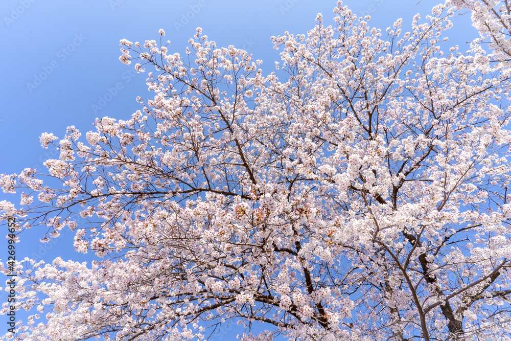 tree in bloom tree in bloom