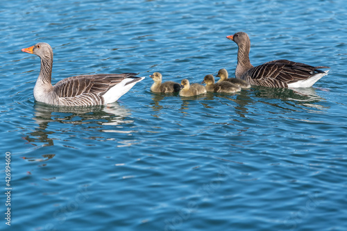 gosling - baby goose in the lake
