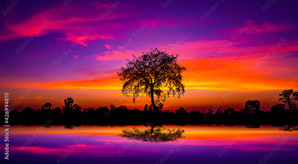 Panorama silhouette tree in africa with sunset.Dark tree on open field dramatic sunrise.Safari theme.blur shadow techniques.