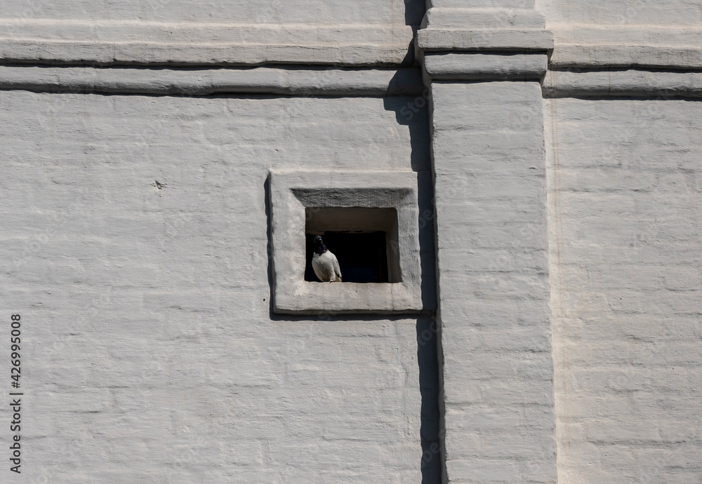 pigeons on the territory of an ancient monastery pigeons on the territory of an ancient monastery