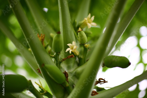 plants and flower  plants  garden  nature  flower  macro flowers  macro  