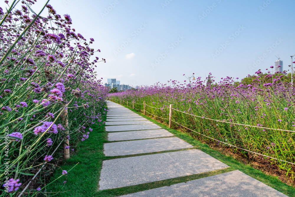 Landscape of Liuhua Mountain and Flower Sea in Shenzhen Bay Park