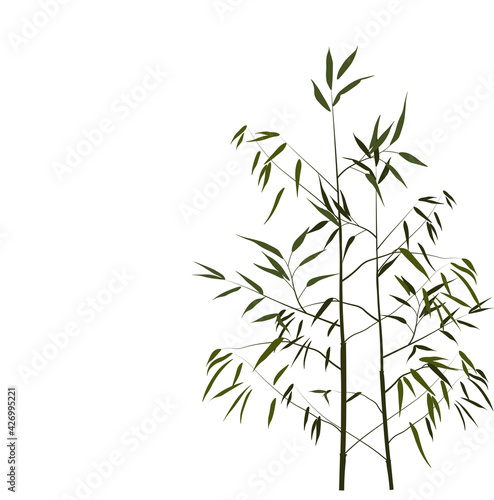 Bamboo vector stock illustration. Young stems and shoots with green leaves of a tropical tree. For spa and cosmetics labels. Wood of a herbaceous Chinese plant. Isolated on a white background.