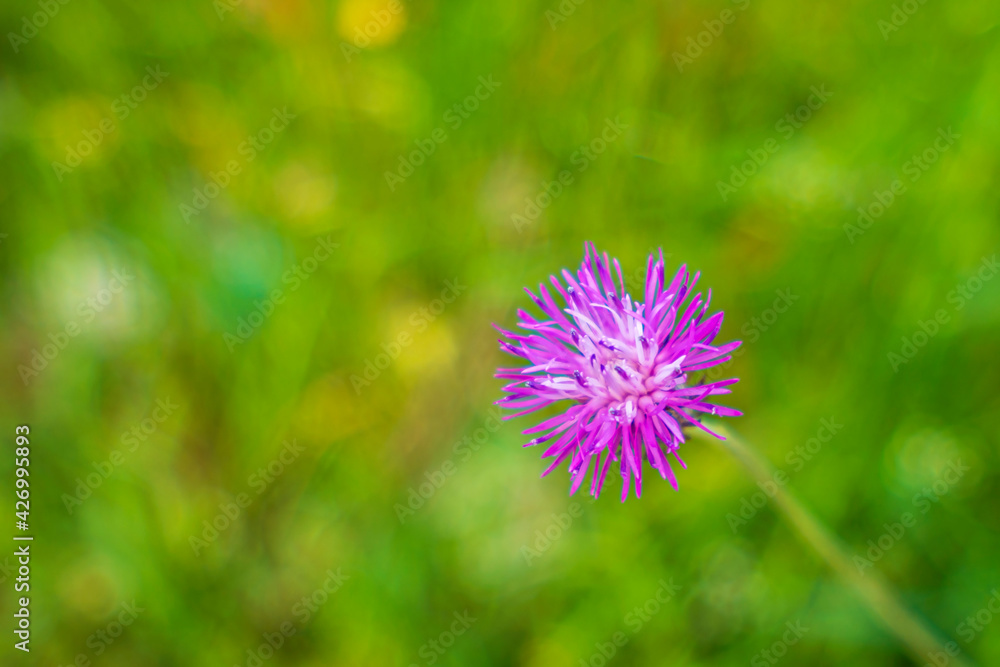 beautiful purple wild flowers in the nature beautiful purple wild flowers in the nature