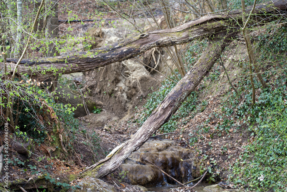 Upsilon shaped tree trunk with little river in the woods. Photo taken April 11th, 2021, Zurich, Switzerland. Upsilon shaped tree trunk with little river in the woods. Photo taken April 11th, 2021, Zurich, Switzerland.