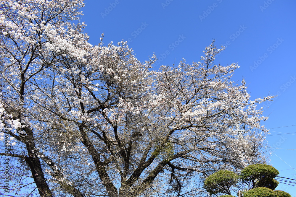長野原大津の桜