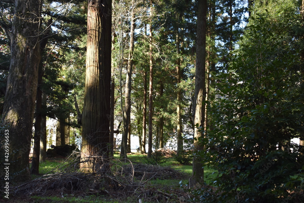 Obraz premium 群馬の名所 吾妻神社 春の風景