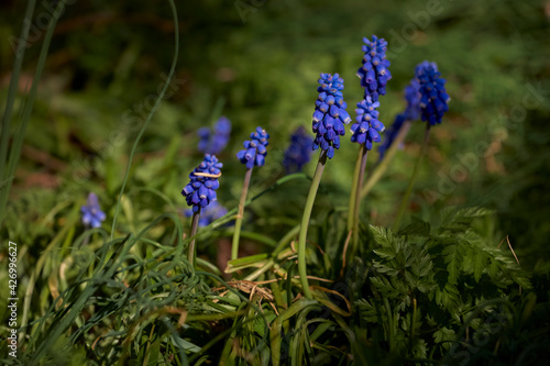 Blue hyacinth ina sunny day of spring