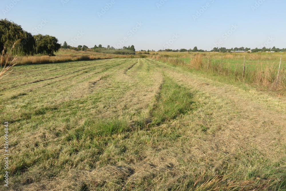 Dry cut long grass lying scattered over slashed grass fields ready to be baled with a green landscape background, in South Africa