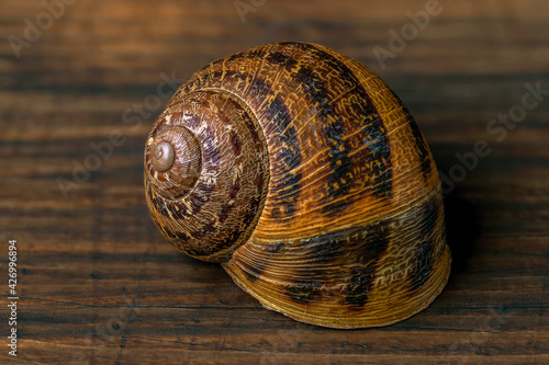 Close-up shot of a snail on a wooden surface, the same color as the shell photo