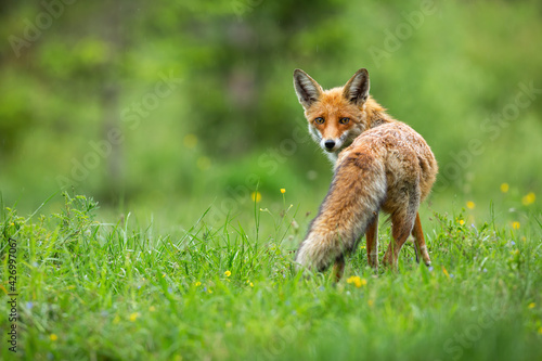 Beautiful red fox, vulpes vulpes, with fluffy tail standing and facing camera photo
