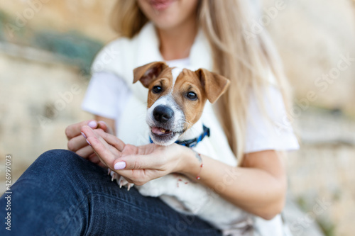 Portrait of lovely pet dog breed Jack Russell terrier, sits nearby his owner who is feeding him, feels happy, put on his leash and collar . Outdoor photo, over street background
