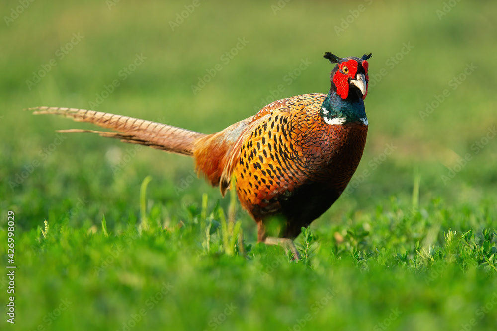 Fototapeta premium Common pheasant standing on green field in summer sun