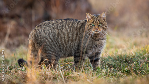 Photography European wildcat standing on dry field in spring nature