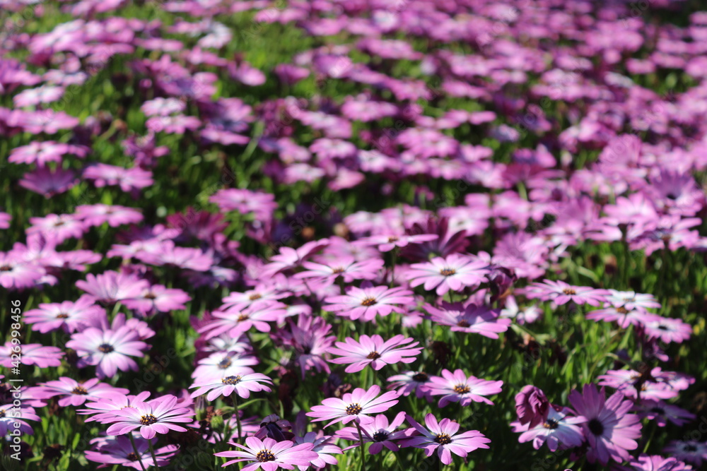 Naklejka premium field of flowers