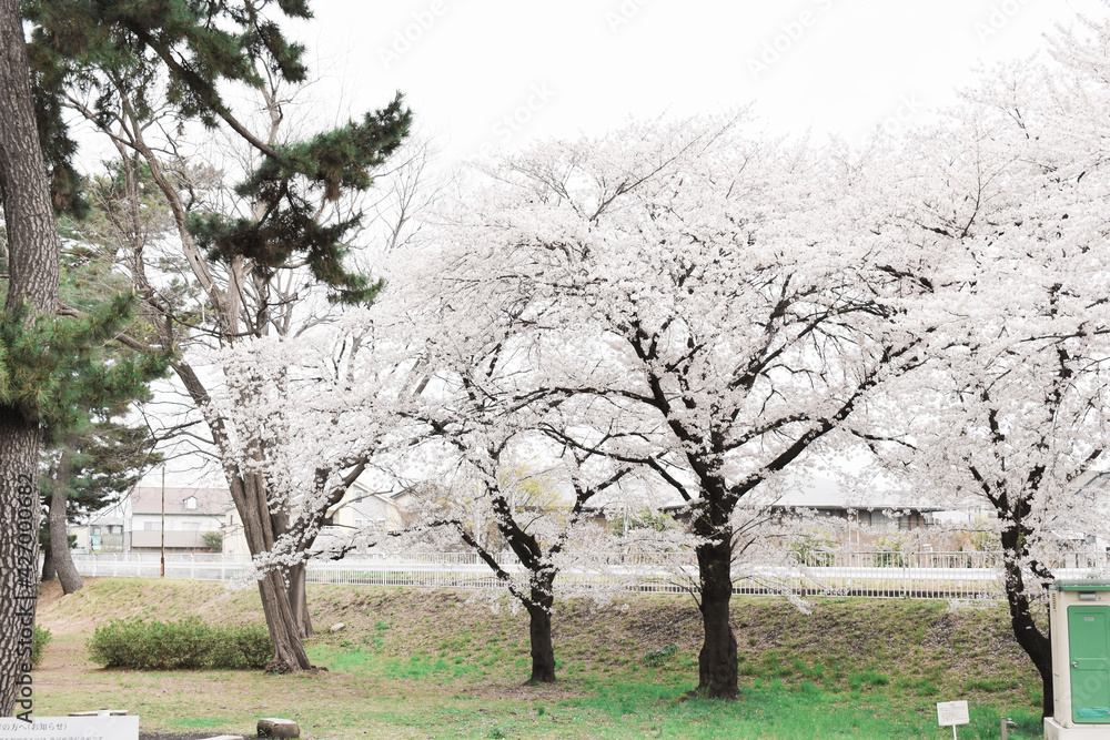 群馬県敷島公園　桜の風景　4月春