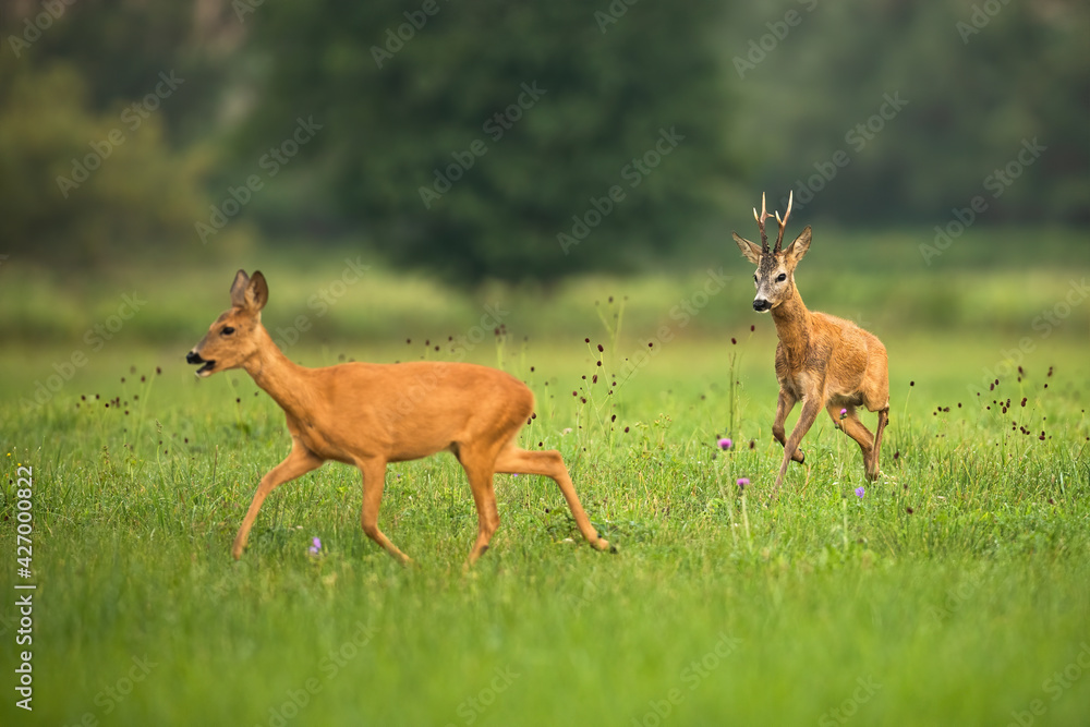 Roe deer buck chasing doe on meadow in summer rutting season Roe deer buck chasing doe on meadow in summer rutting season
